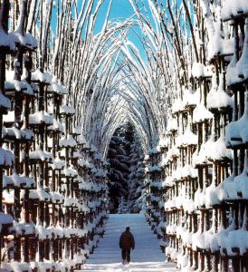 Giuliano Mauri, Cattedrale Vegetale (2001), Val Sella, Trento. Arte Sella – foto: Aldo Fedele
