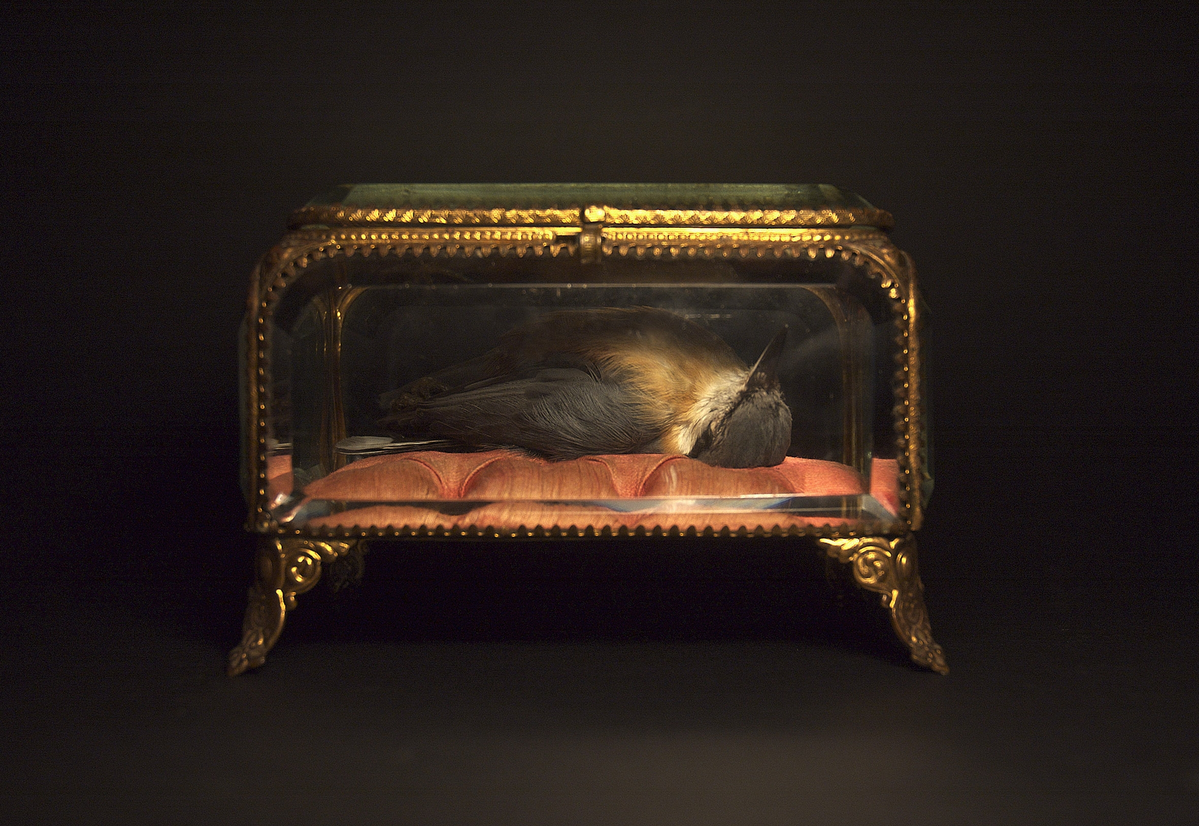 Polly Morgan, Sans titre, Boîte à bijoux en cristal, taxidermie de sittelle, 140mmx96mmx90mm, Mythologies, Galerie Haunch of Venison, Londres, 2009.