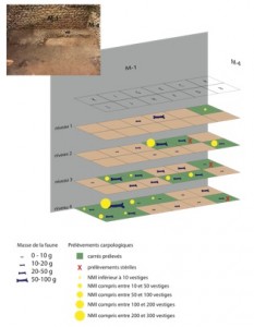 Répartition spatiale des carpo-restes isolés de l’US 1106 (Tour) par carré et par passe d’après les NMI et mise en relation avec la faune (en masse)