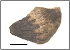 Fragment imbibé de coque de noisette (Corylus avellana). 1mm. Cliché Ch. Hallavant 