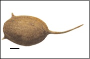 Semence imbibée de cornifle nageant (Ceratophyllum demersum). 1mm. Cliché Ch. Hallavant